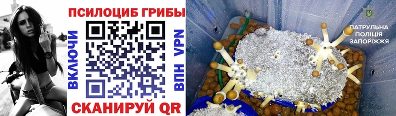 Галлюциногенные грибы Psilocybe  Воркута 